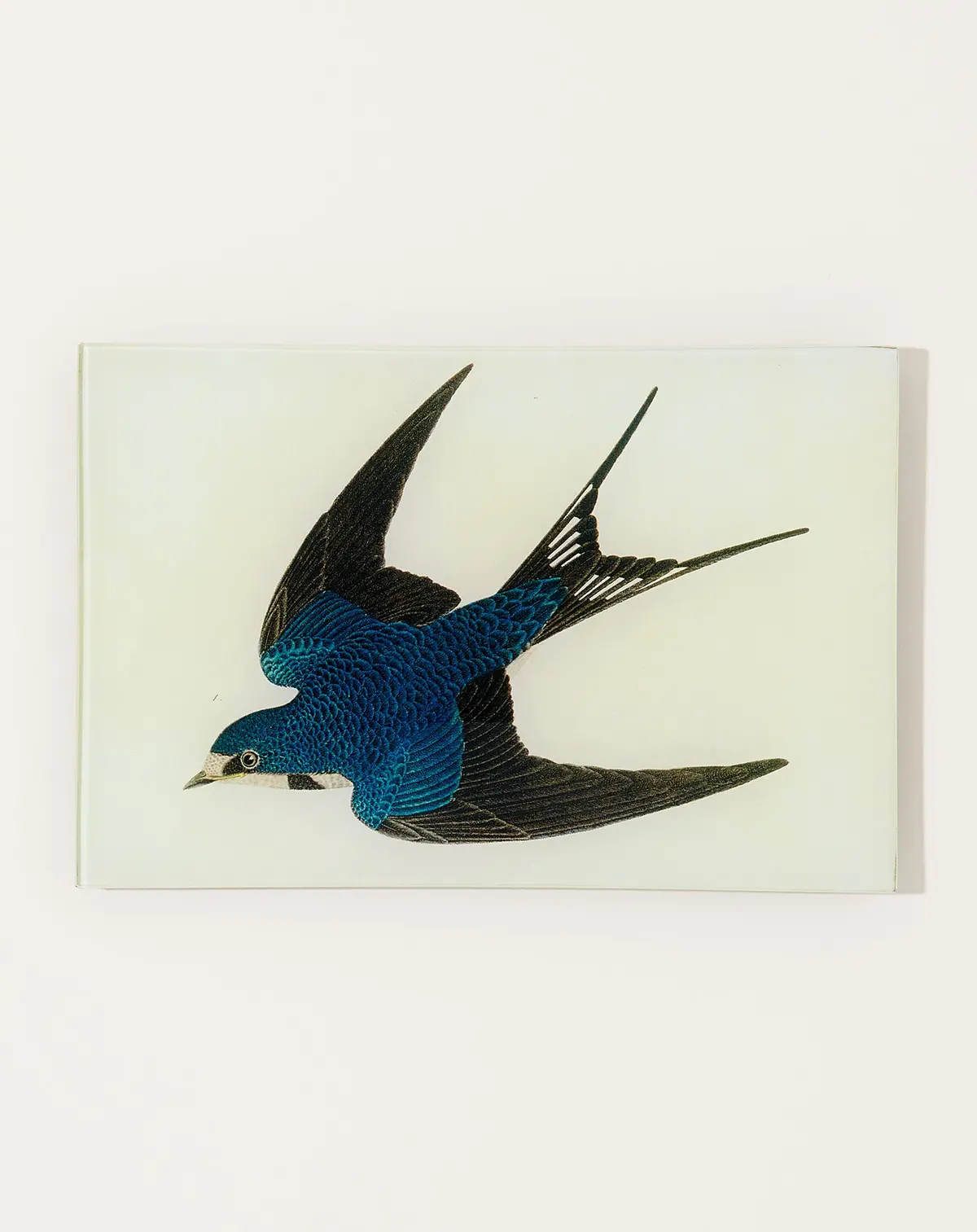 Barn Swallow Tray 1