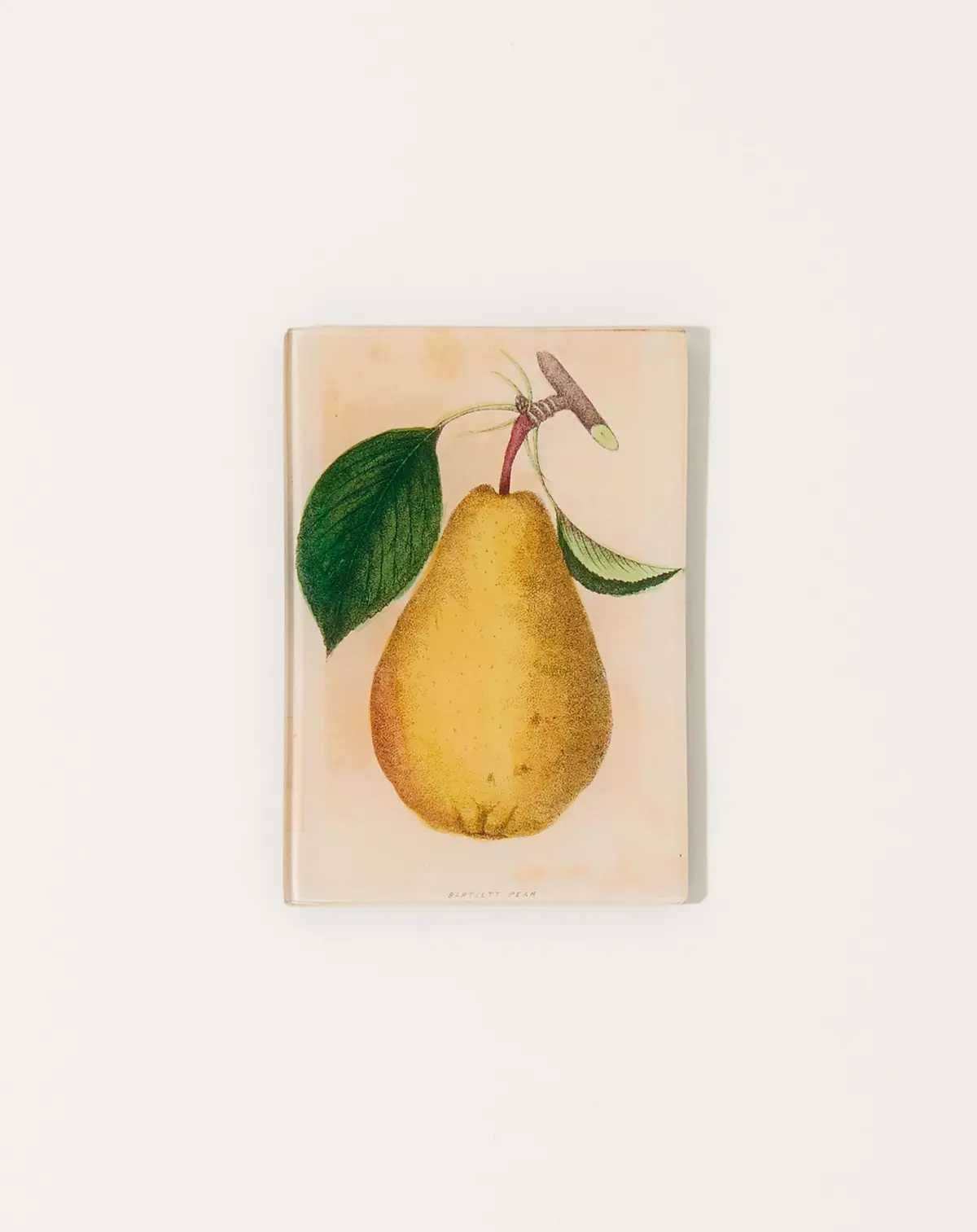 Bartlett Pear Tiny Tray 1