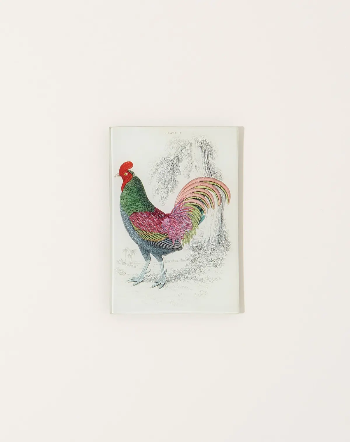 Gallus Aeneus Mini Tray 1
