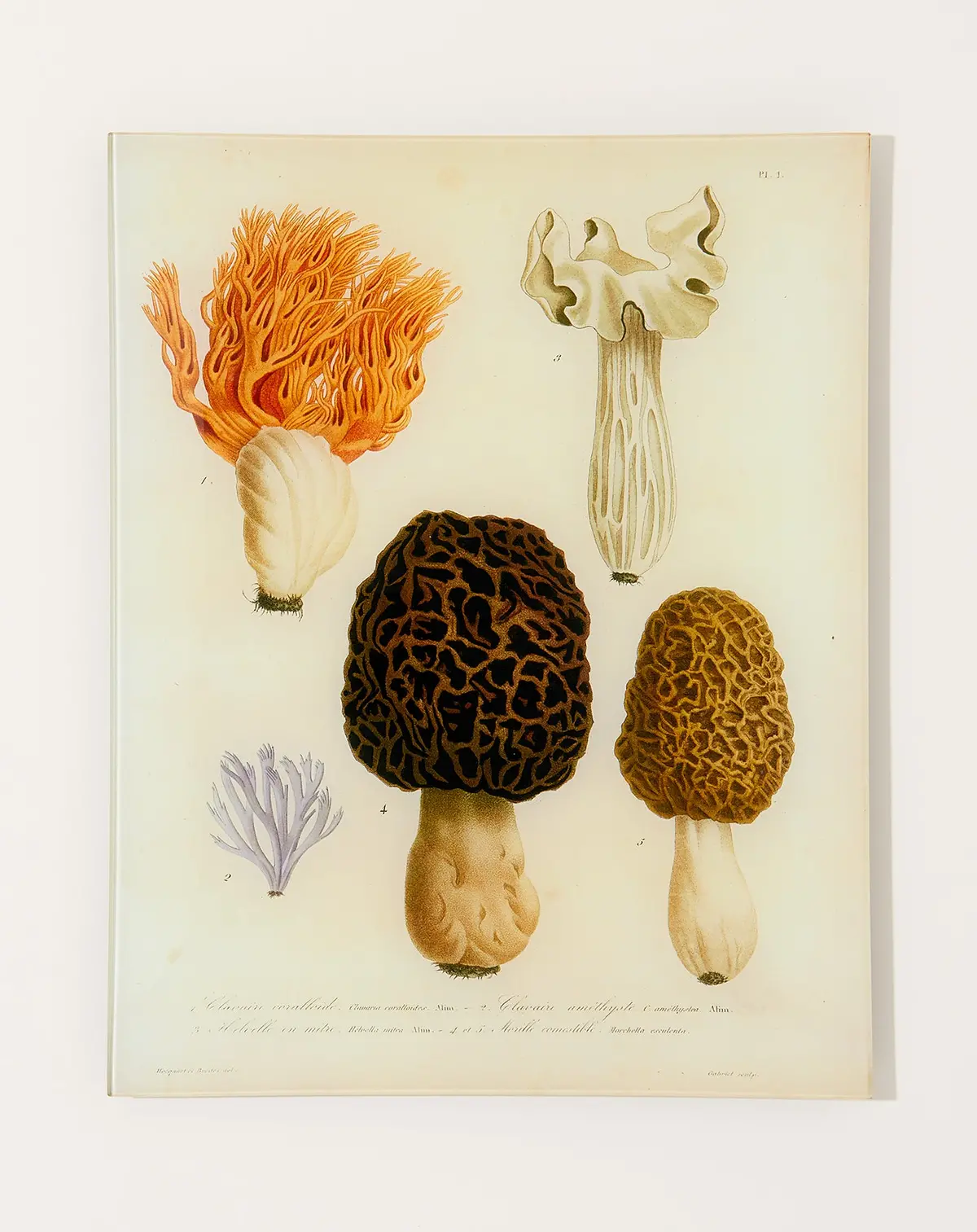 Mushrooms Pl.1 Wall Tray 1