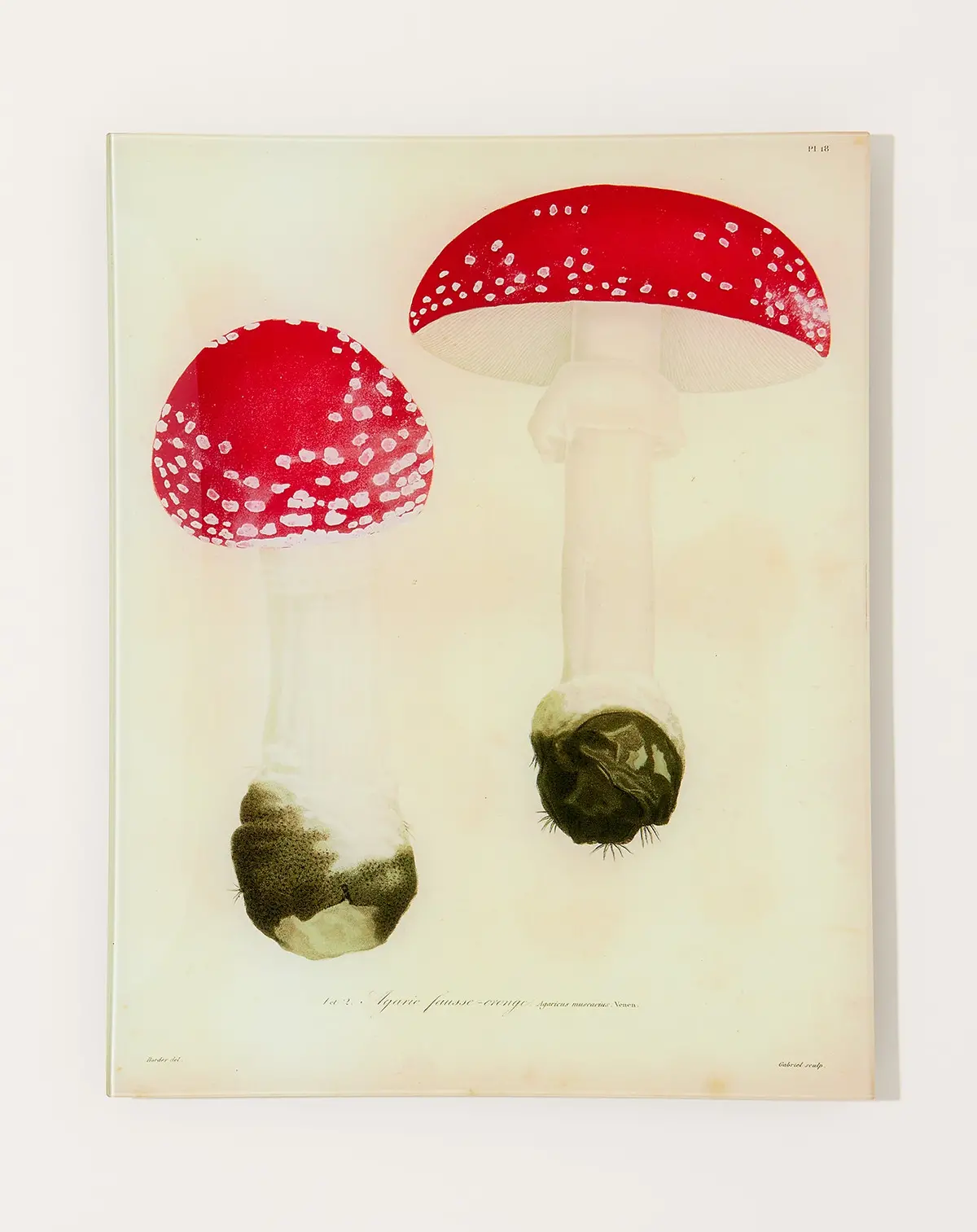 Mushrooms Pl.18 Wall Tray 1