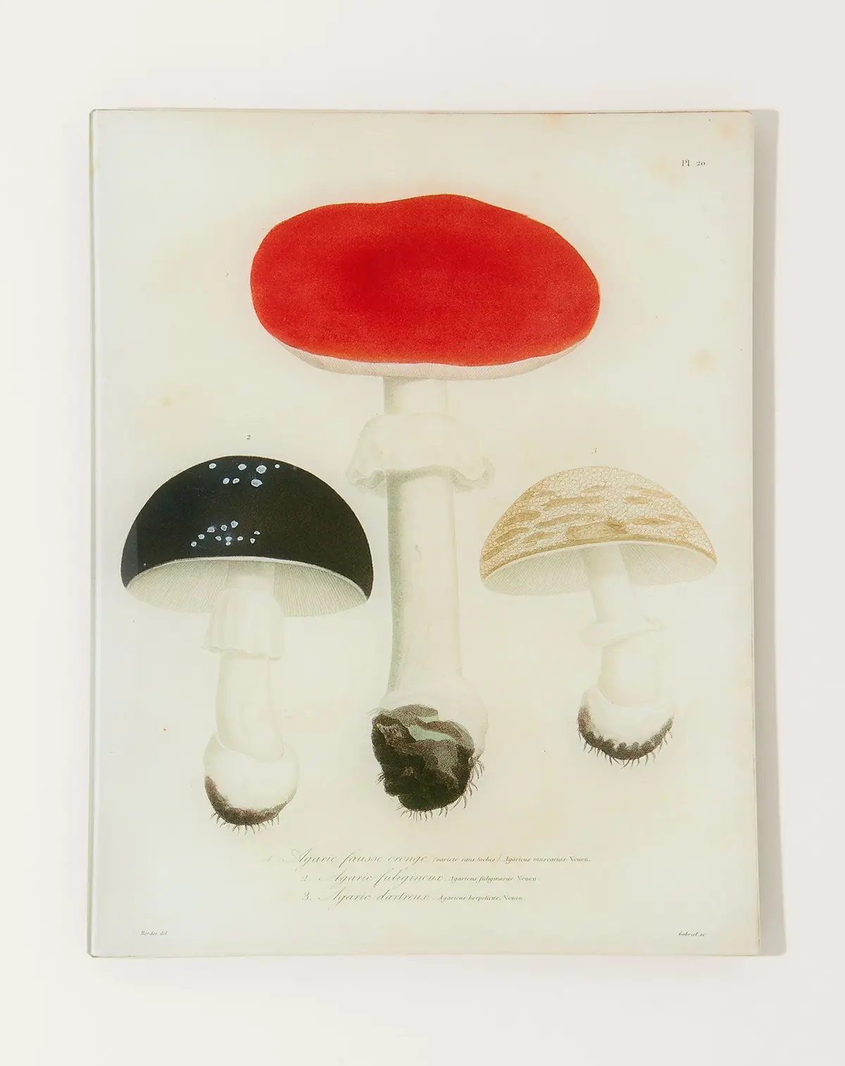 Mushrooms Pl.20 Wall Tray 1