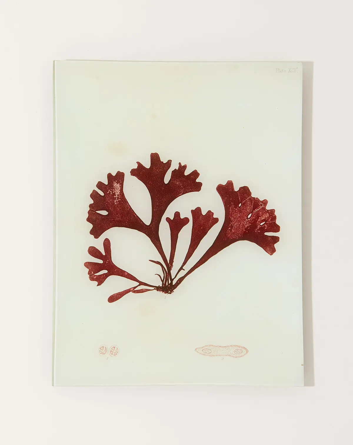 #14 Seaweed (Xcia) Tray 1