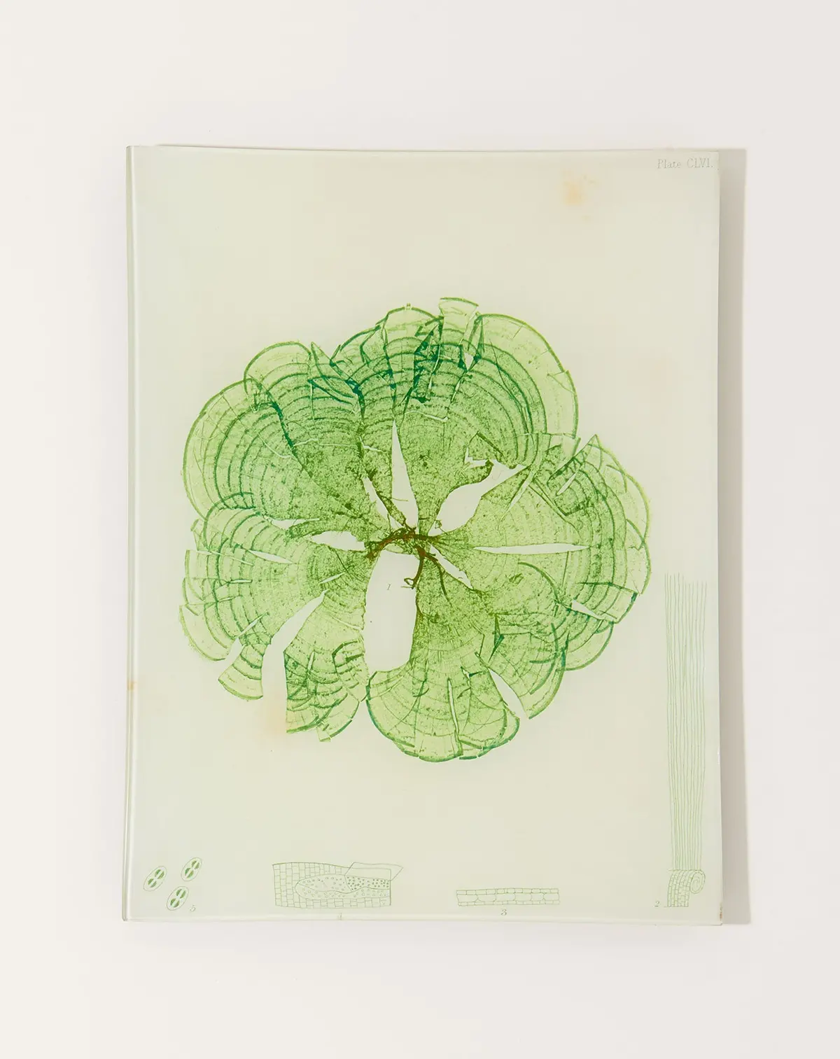 #20 Seaweed (Clvi) Tray 1