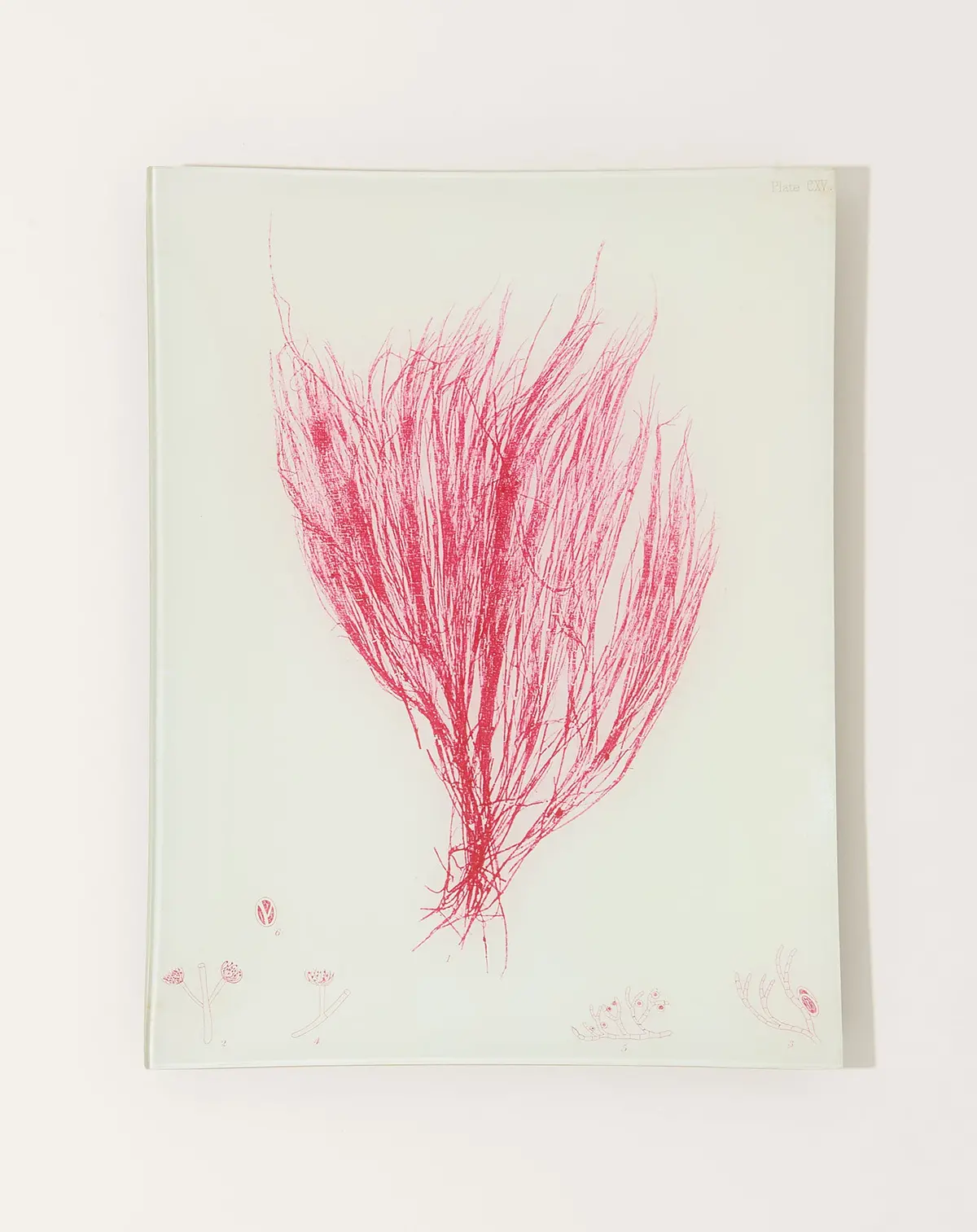 #24 Seaweed (Cxv) Tray 1