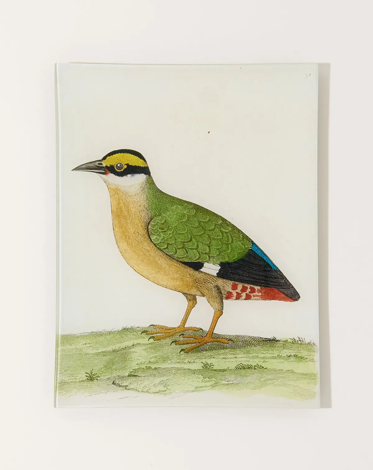 #33 Good Hope Quail Tray 1