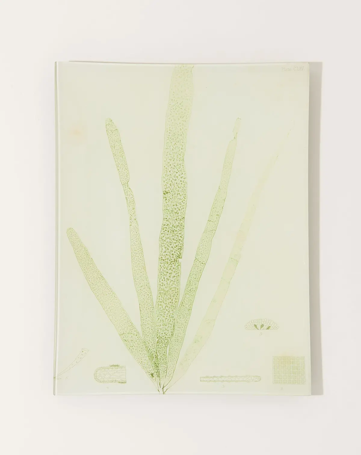 #4 Seaweed (Clxv) Tray 1
