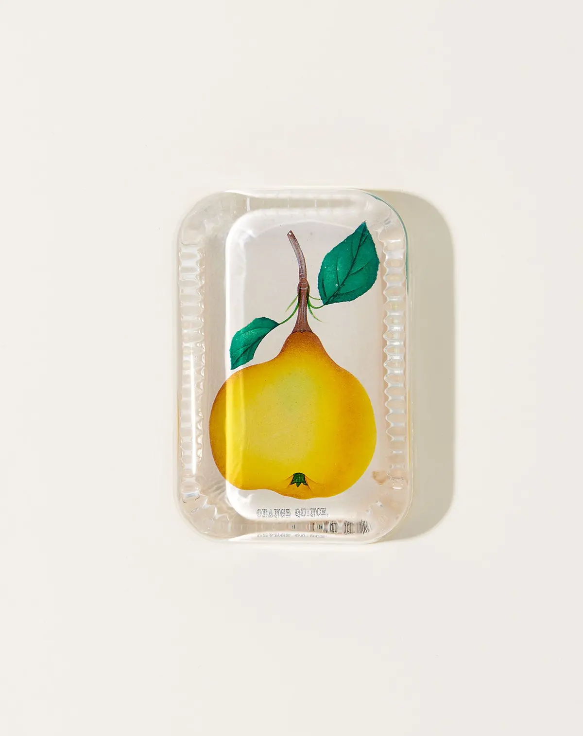 Orange Quince Dotted Edge Paperweight 1