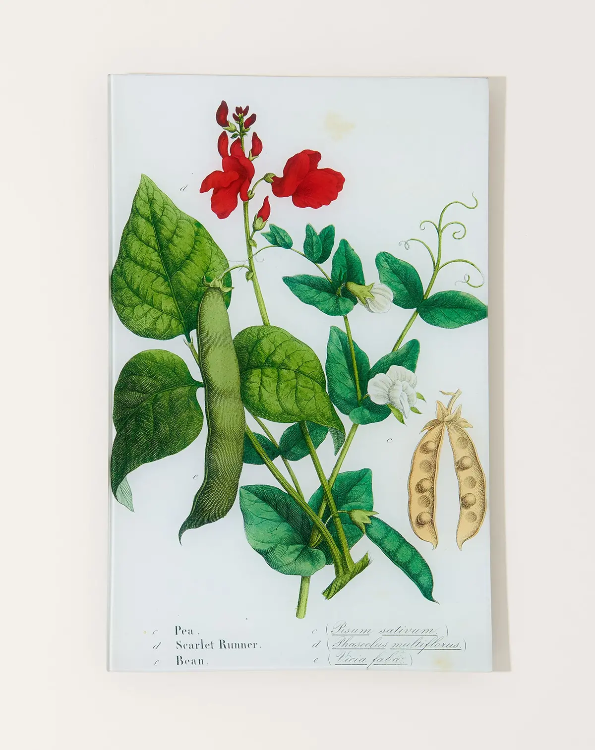 Pea, Scarlet Runner, Bean (Kitchen Vegetables) Wall Tray 1