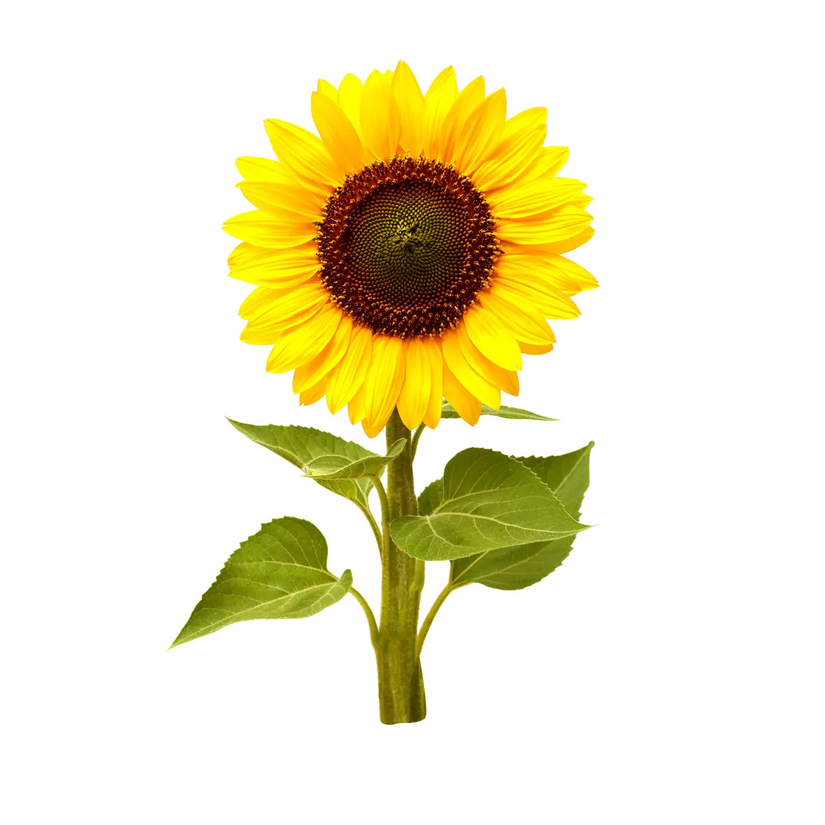 Mini Sunflower Plant Pods 3-Pack 1