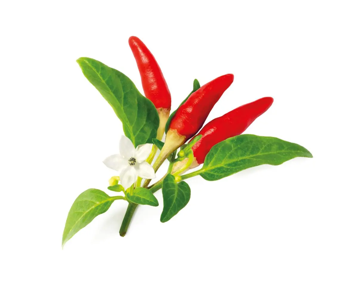 Red Hot Chili Pepper Plant Pods 3-Pack 1