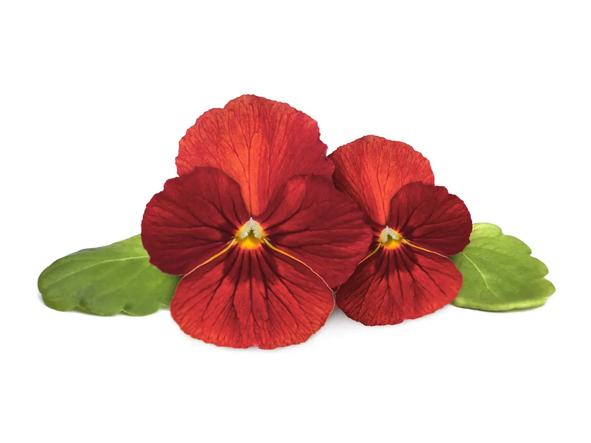 Red Pansy Plant Pods 3-Pack 1