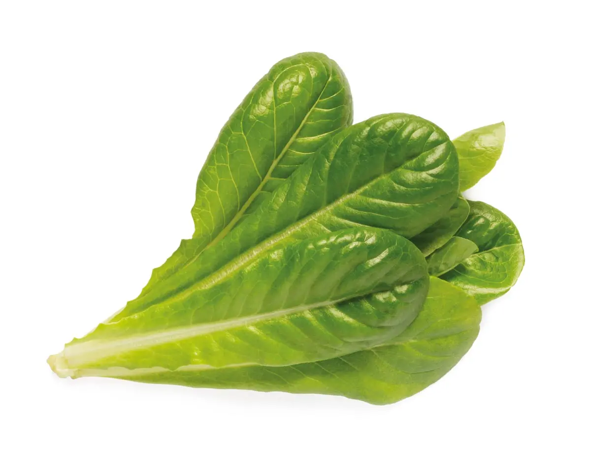 Romaine Lettuce Plant Pods 3-Pack 1
