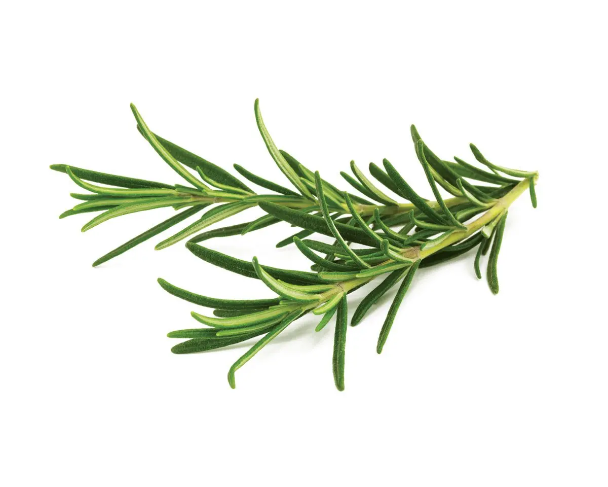 Rosemary Plant Pods 3-Pack 1