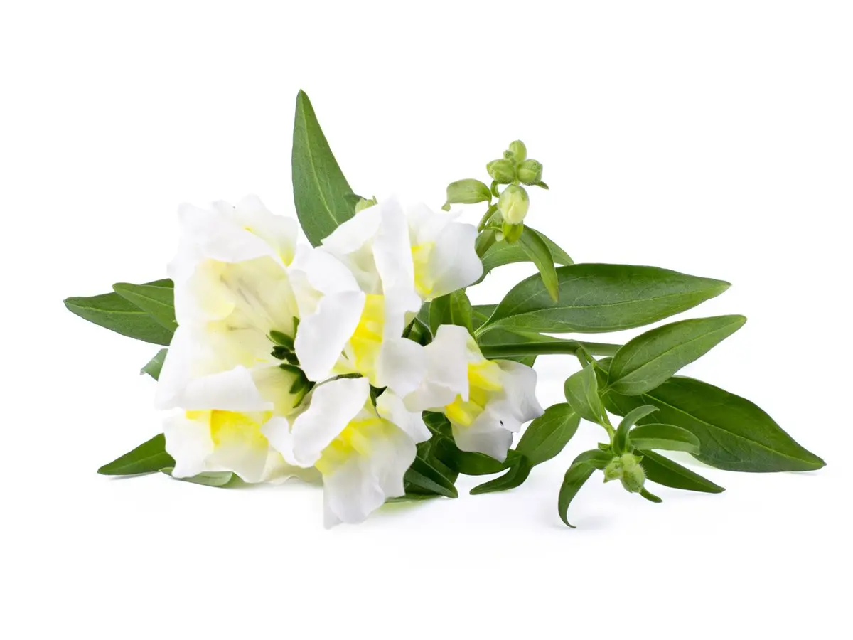 White Snapdragon Plant Pods 3-Pack 1