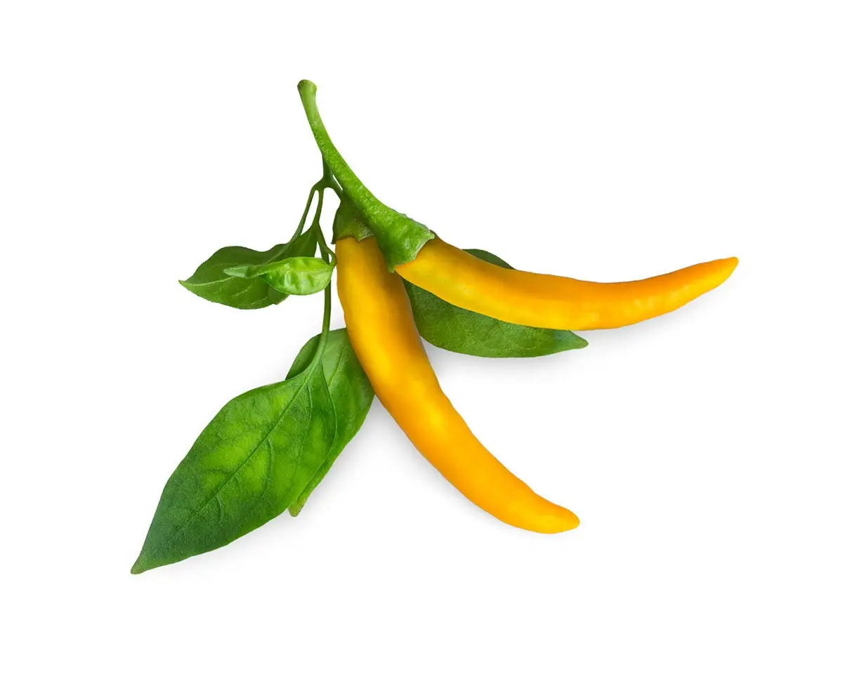Yellow Chili Pepper Plant Pods 3-Pack 1