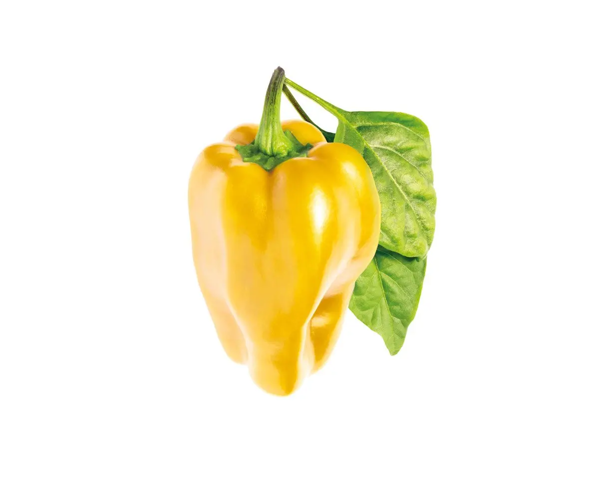 Yellow Sweet Pepper Plant Pods 3-Pack 1